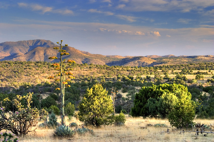 Fort Davis, Texas, blooming agave.
