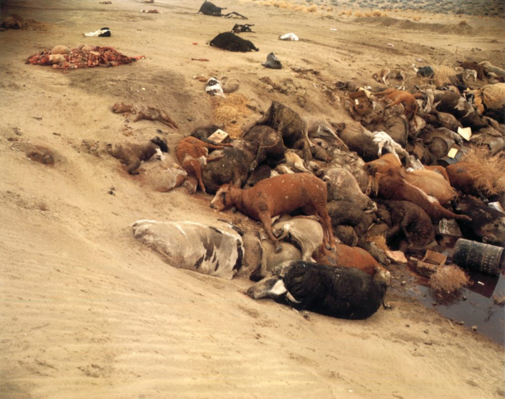 Richard Misrach, Dead Animals #1, Nevada, from the series Desert Cantos, Canto VI: The Pit