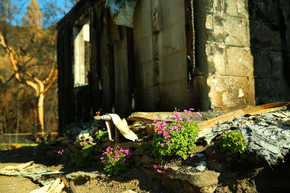 Flowers growing by a ruined house in Middletown, California, after the Valley Fire