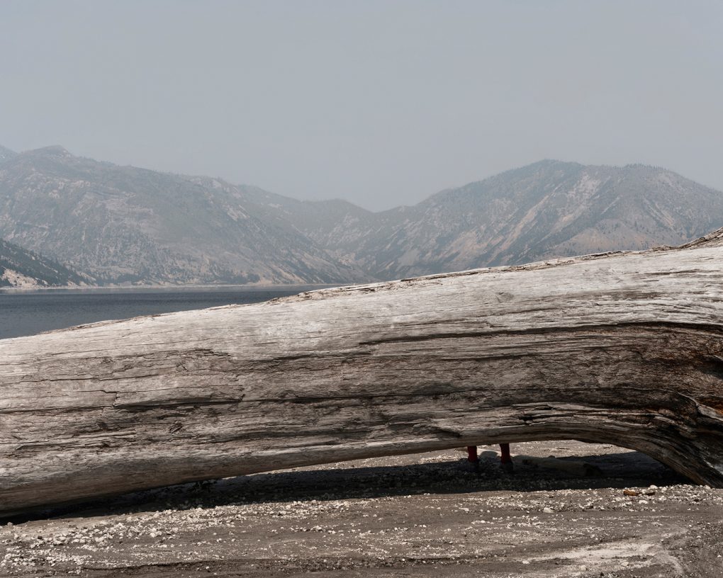Beached log at Spirit Lake, Mount St Helens