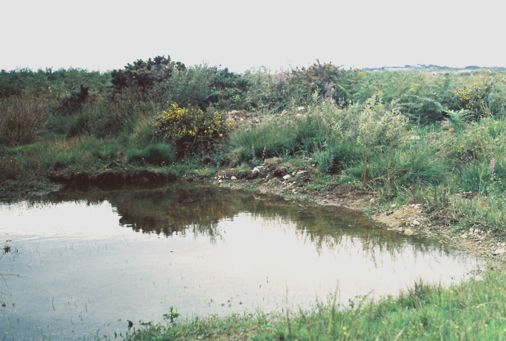 RAF St Davids, pond near the old airfield, part of its recent ecological restoration, 2018.