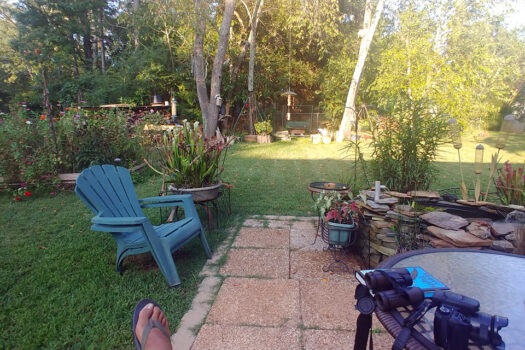 Back yard in South Carolina