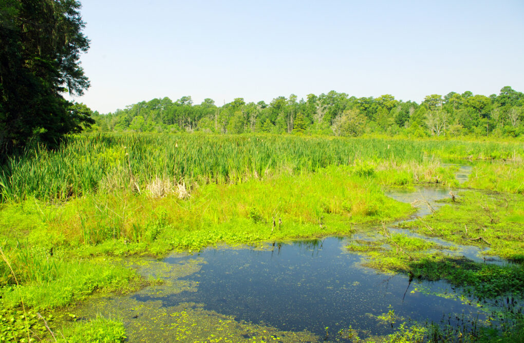 South Carolina marshland