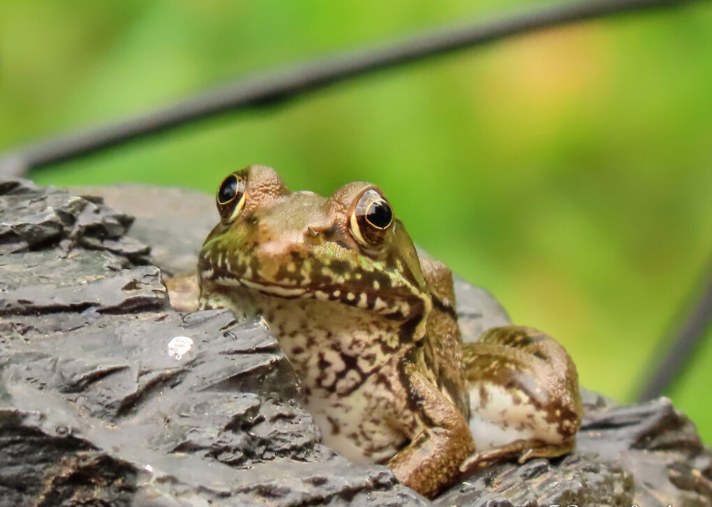 Frog in back yard pond.