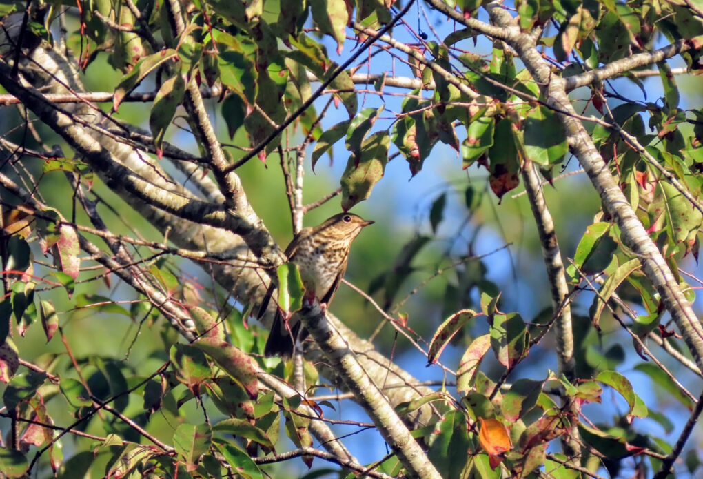 Swainson's thrush