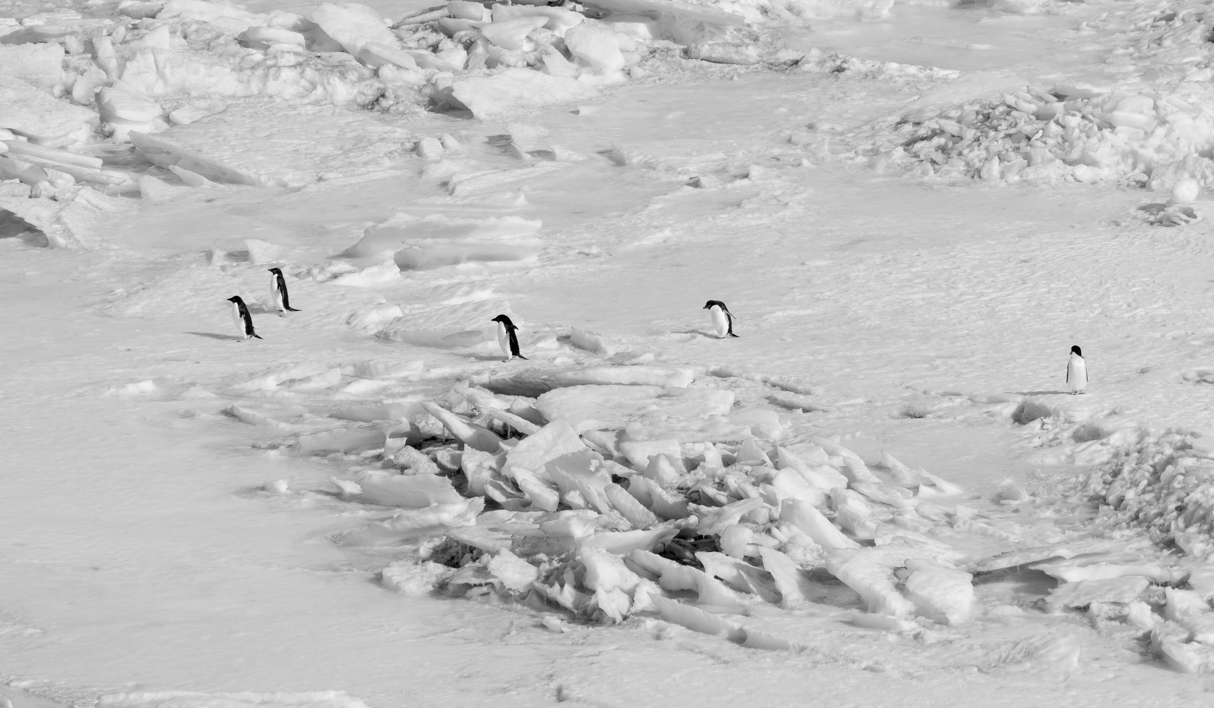 Click to Enlarge At Cape Royds, Adelie penguins.