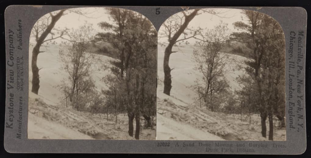 Black and white stereo slide showing sand dune encroaching on trees.