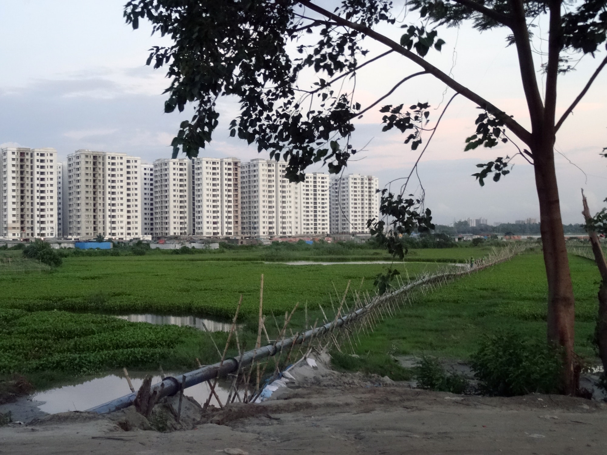 Click to Enlarge Color photograph of multiple identical apartment blocks; in the foreground a green wetland and a tree.