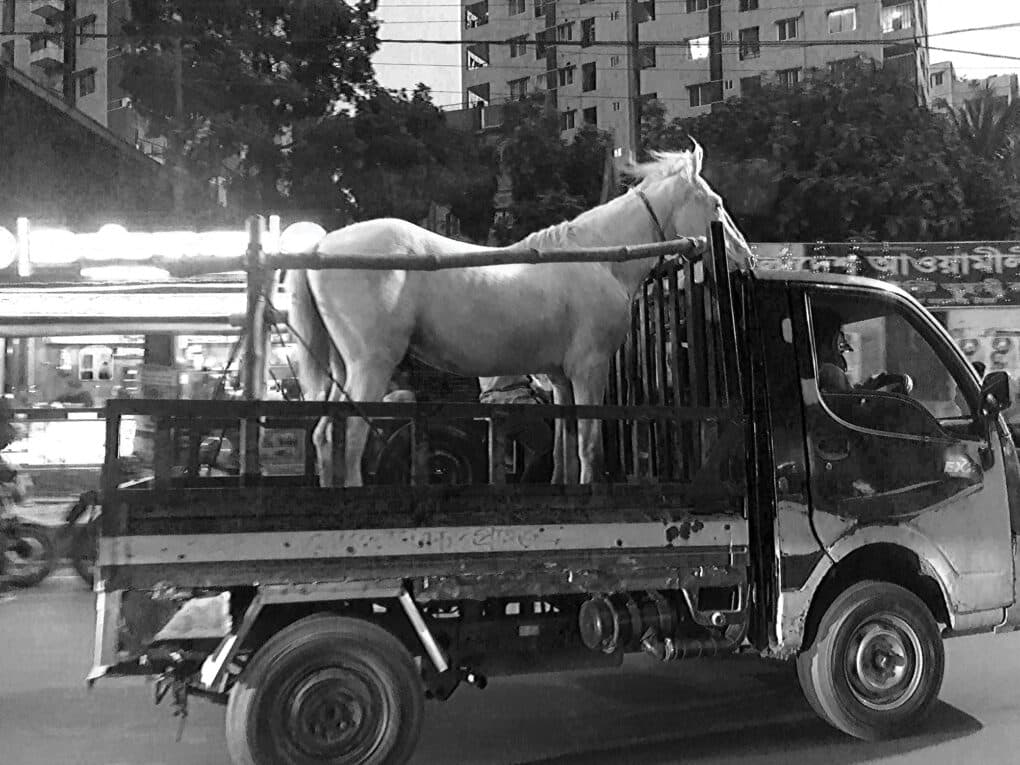 Black-and-white photo of a white horse in the back of a pickup truck on a city street.