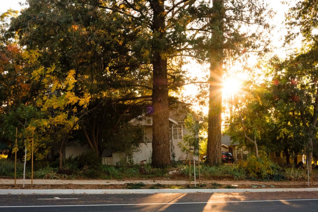 Color photograph of sun through dense pine trees along a road, with a small house among the trees.