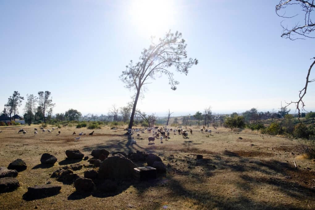 Color photo of a herd of goats in a closely grazed field.