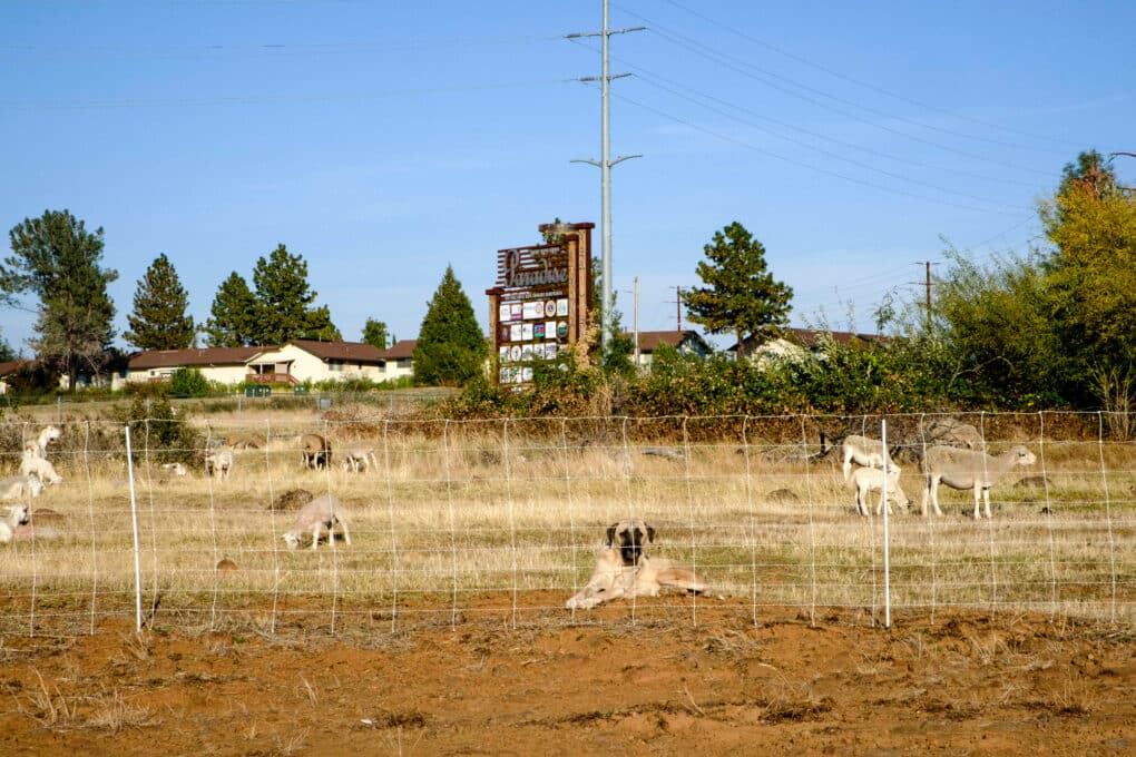 Color photograph of large dog guarding a herd of goats behind a wire fence.