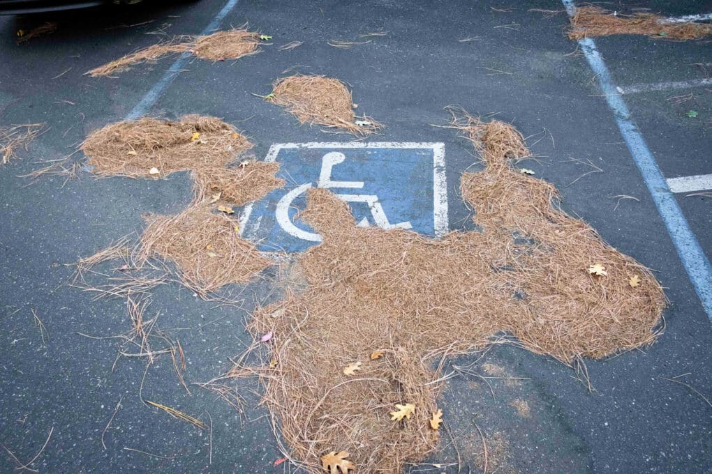 Color photograph of a handicapped sign painted in a parking lot, partially obscured by piles of pine straw.