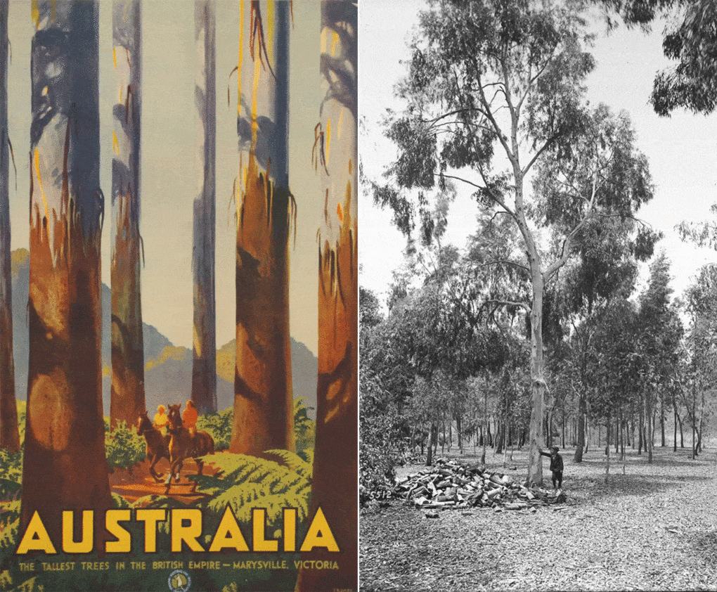 Left: Travel posted, Percy Trompf, Australian National Travel Association, ca. 1930. Right: Eucalyptus trees, California, ca. 1900. 