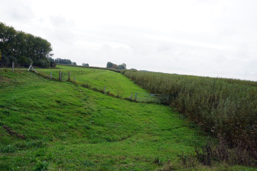 Landscape photo, with a grassy mound on the left and a thick plantation of willow trees on the right.