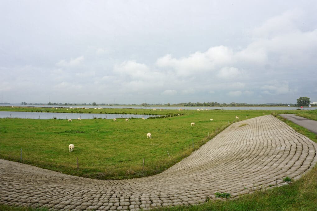 Sheep grazing in a field next to a waterway.