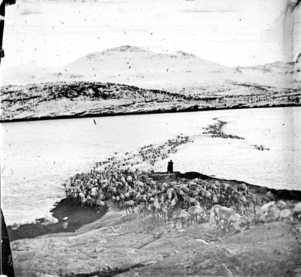 Black and white historical photo of large herd of reindeer swimming across wide, placid river or lake.