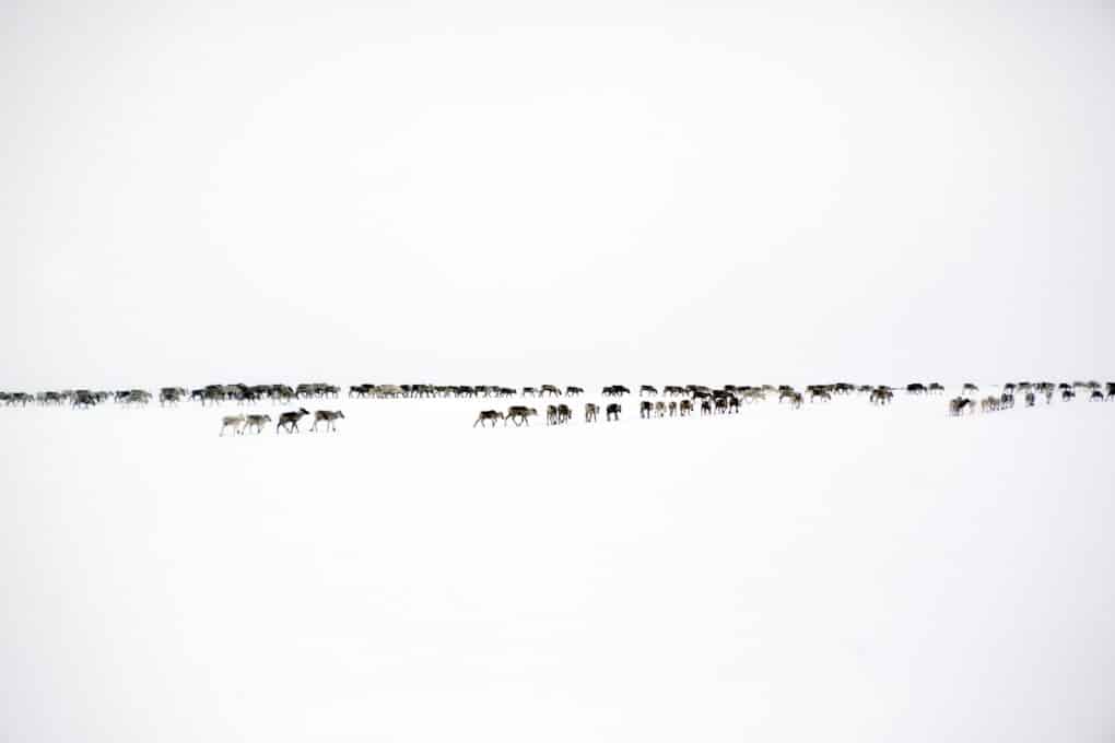 Far off view of white sky, white snow, and a herd of reindeer.