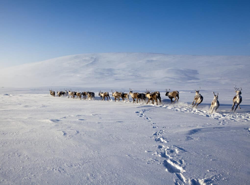 Color photograph of very blue sky, and very white snow, with about twenty reindeer galloping away from the photographer. 