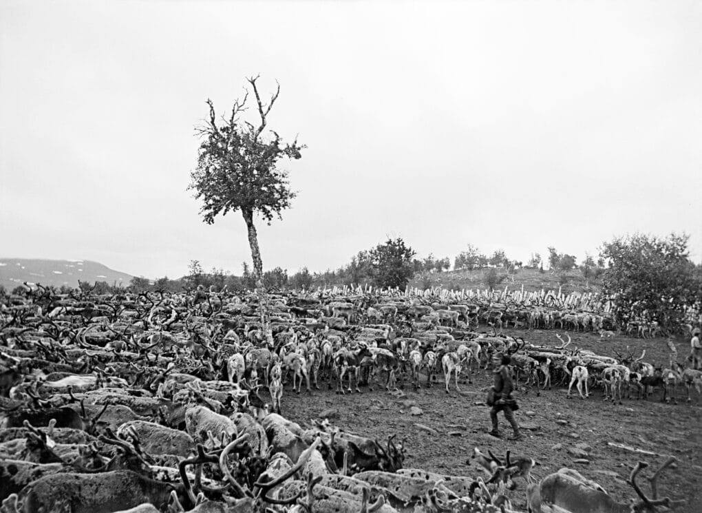 Black and white photograph of man herding several hundred spotted reindeer.