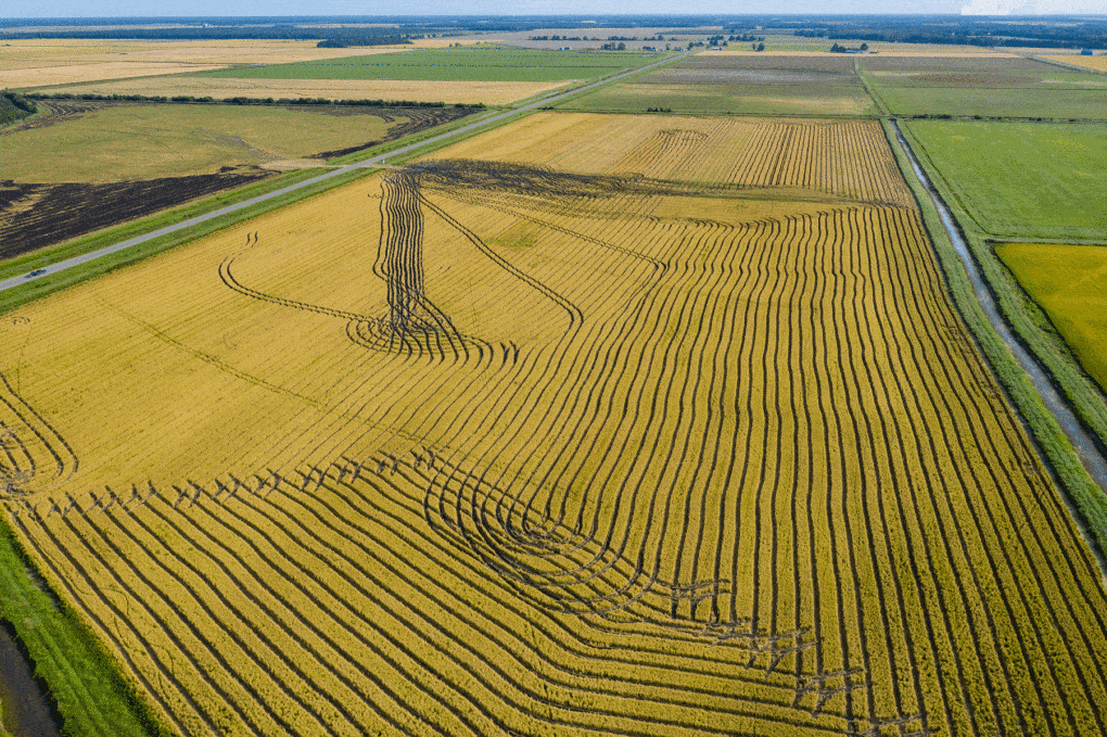 Aerial photo of rice harvest. England, Arkansas, 2020.