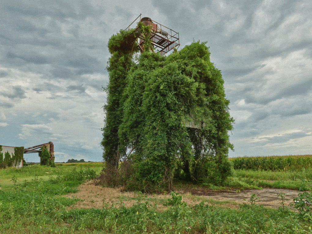 Photo of farm field, Coy, Arkansas, 2020.