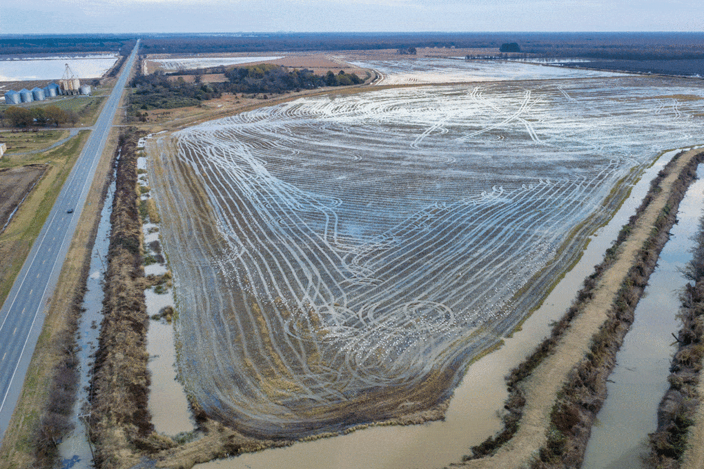 Aerial photo of flooded rice field, Geridge, Arkansas, 2020.