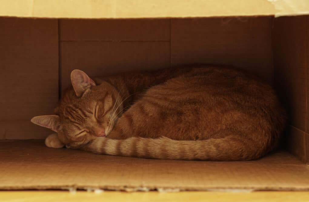 An orange cat sleeps peacefully inside a cardboard box. The photo has a warm affect.