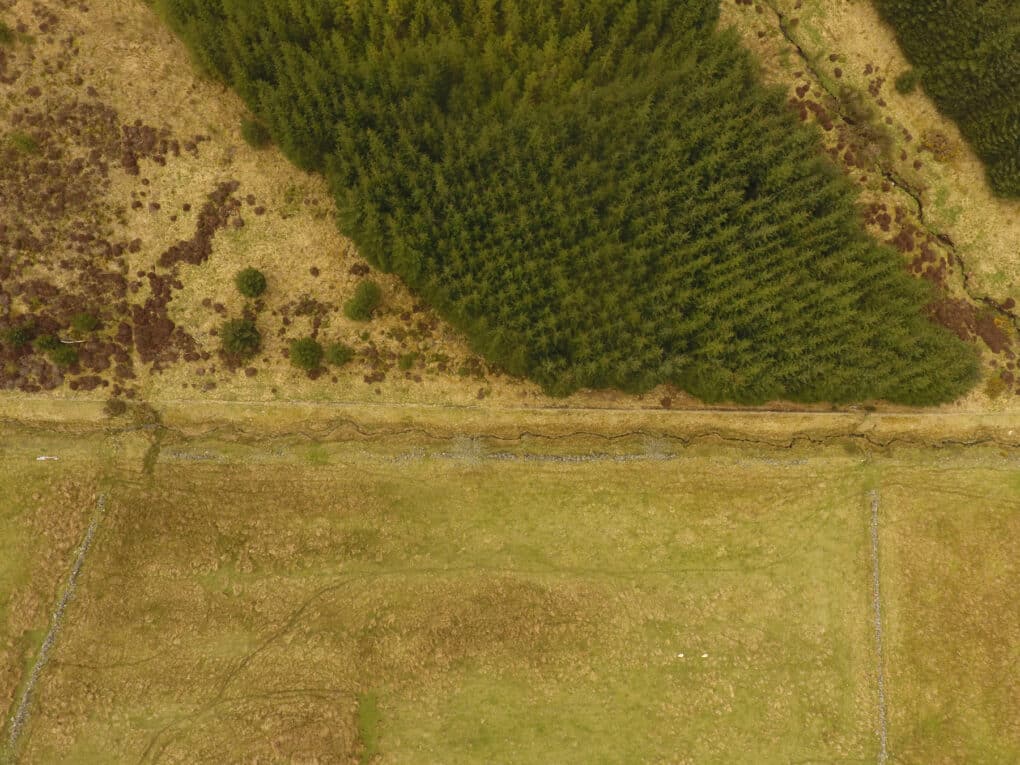 Drone photograph showing grassy fields bordered by straight fence lines, adjacent to large conifer plantation.