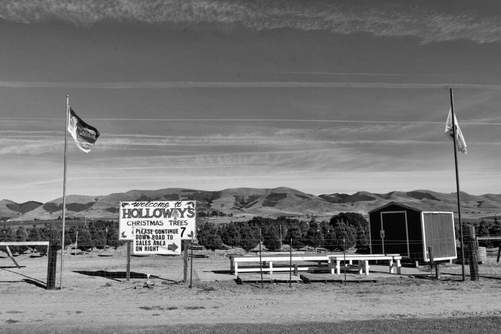 Holloway’s Christmas Trees, Nipomo, California, 2023.