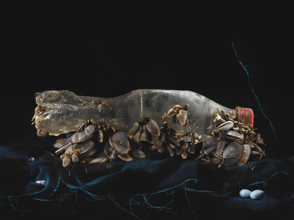 Fiona Pardington, Still Life with Barnacles and Rubber Ball, Ripiro Beach, 2013.