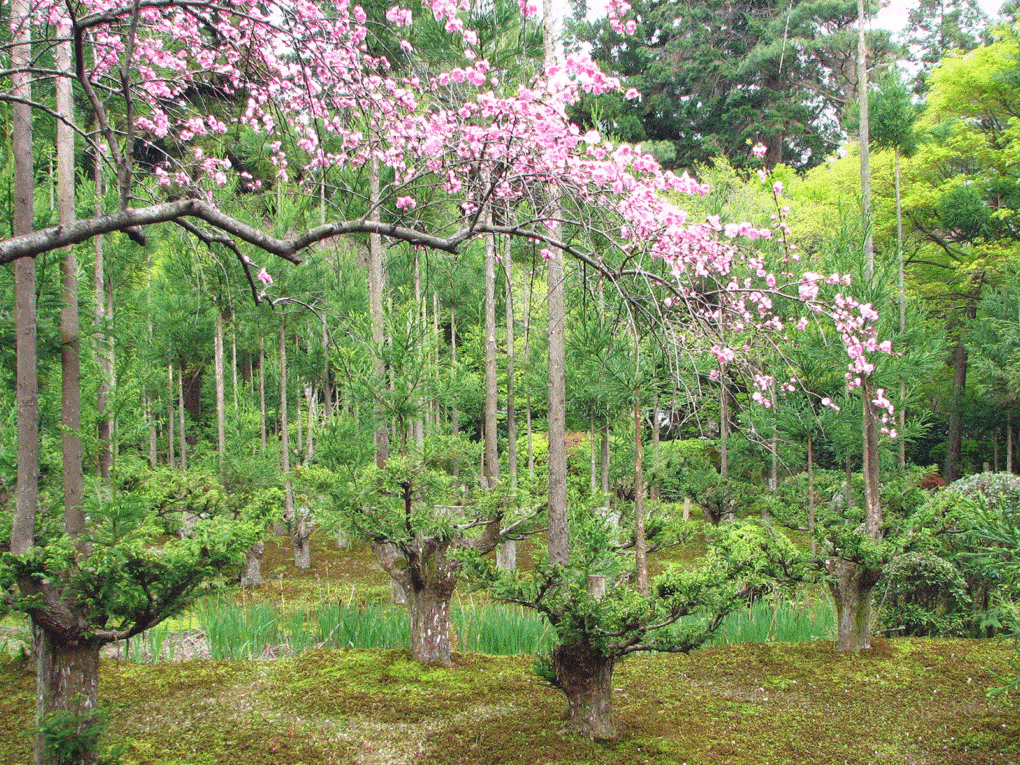 Daisugi "platform cedar" trees, and a branch of sakura blossoms, at the garden at the Ryōan-ji Temple, Kyoto.