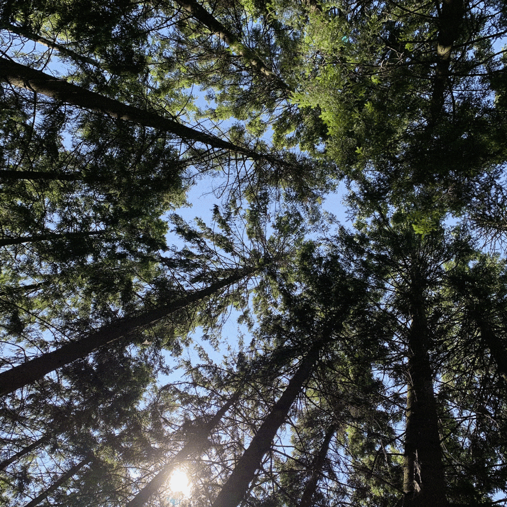 In Sweden, a forest meditation spot.