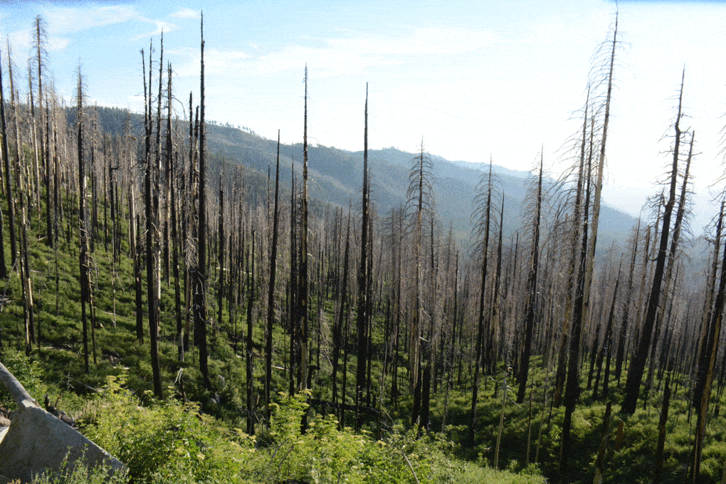 Sierra Nevada Mountains, photographed in 2023, five years after the Ferguson Fire burned 96,901 acres across the Sierra National Forest, Stanislaus National Forest, and Yosemite National Park. It’s uncertain whether these forests will regenerate or evolve into other types of ecosystems.