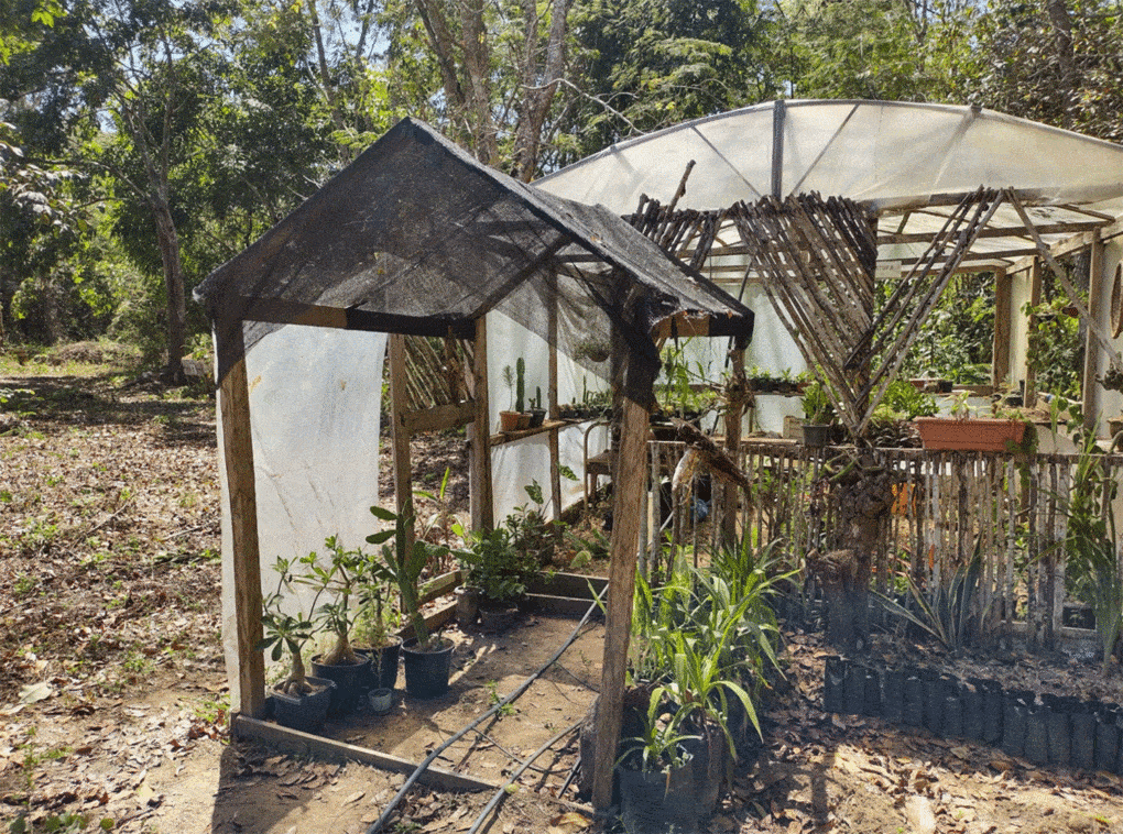 In Paraupebas, Pará, Brazil, agro-forestry practices and seed saving in a deforested landscape, Instituto de Agroecologia Latino Americano Amazônico. 