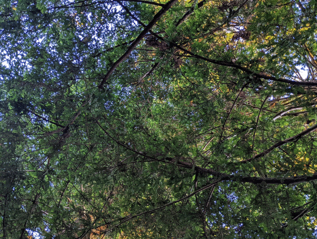 View of a tree canopy, from hammock.