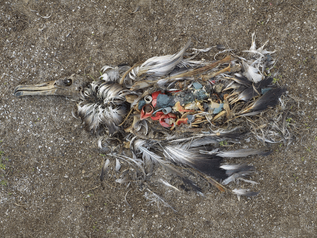 From the series Midway, Message from the Gyre (2009-2013), by photographer Chris Jordan, a dead baby albatross whose stomach contains the detritus of consumer plastic.