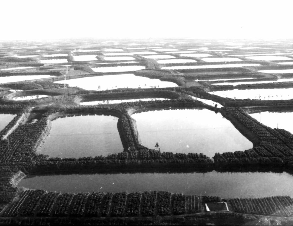 Black and white landscape photo showing an ordered sequence of very small lakes, each surrounding by 15 feet or so of plants.