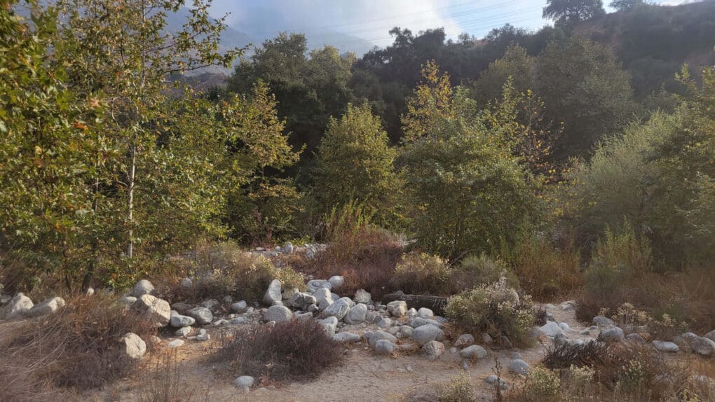 Color photographs of dense oak woods with white rocks in foreground.