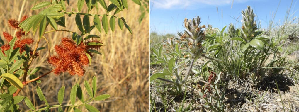 Left picture is a photograph of a plant with an orange, spiky bloom; on the right is a photo of a nondescript low-lying plant with fuzzy yellow buds. 