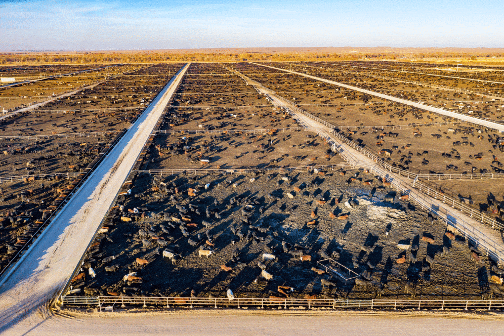 An aerial photo of feedlot with a capacity of 98,000 cattle, operated by Five Rivers Cattle in Kersey, Colorado.