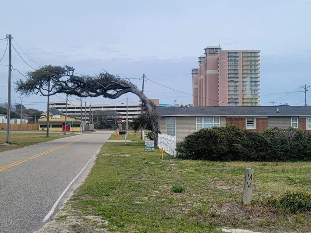 Color photograph of single-story houses and windblown tree, with apartment towers in the background.