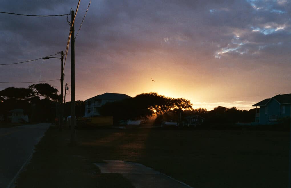 Color photograph of dramatic sunset with bird flying in the golden light above a seaside tree.