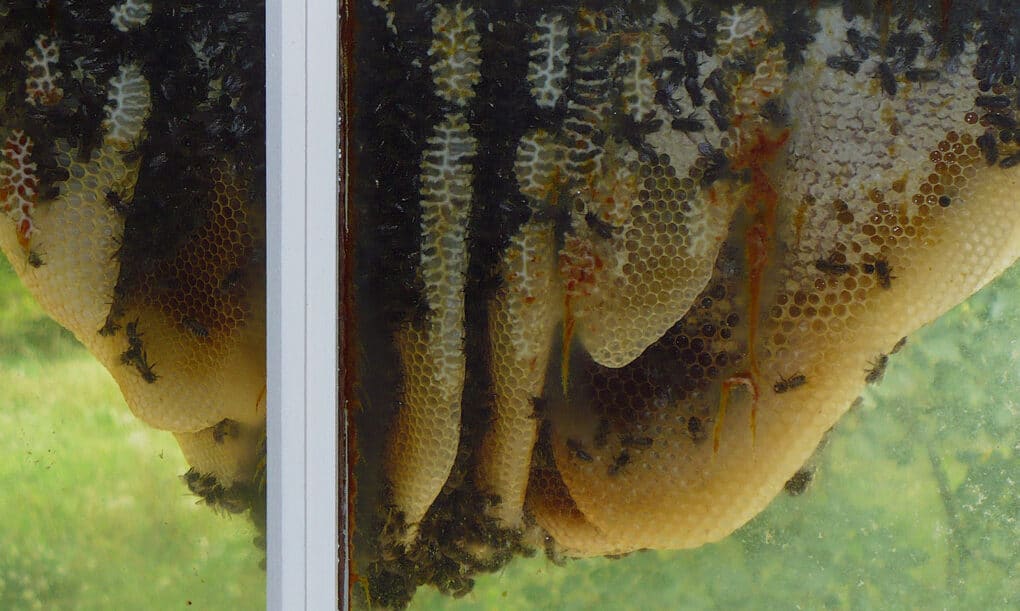 Color photograph of yellow honeycomb panels, crawling with bees, seen through a glass door with white framing.