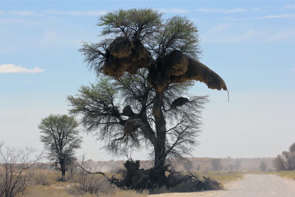 Color photograph of large tree in flat landscape. The tree is filled with large, free-form shapes of woven straw.
