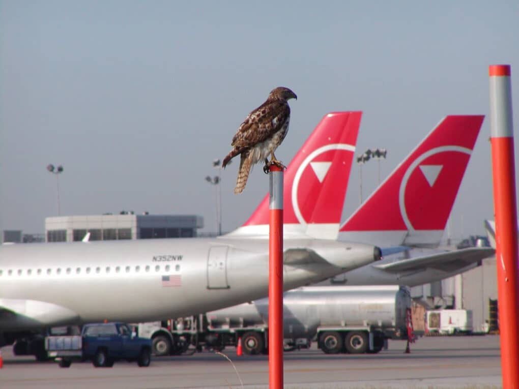Color photograph of small hawk perched on a red-and-white pole. In the background are two large airplanes, along with an airport building and other vehicles.