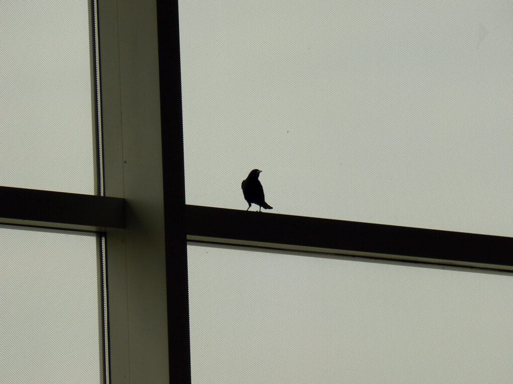 Color photograph of small bird in silhouette against large window with grid-like metal mullions.