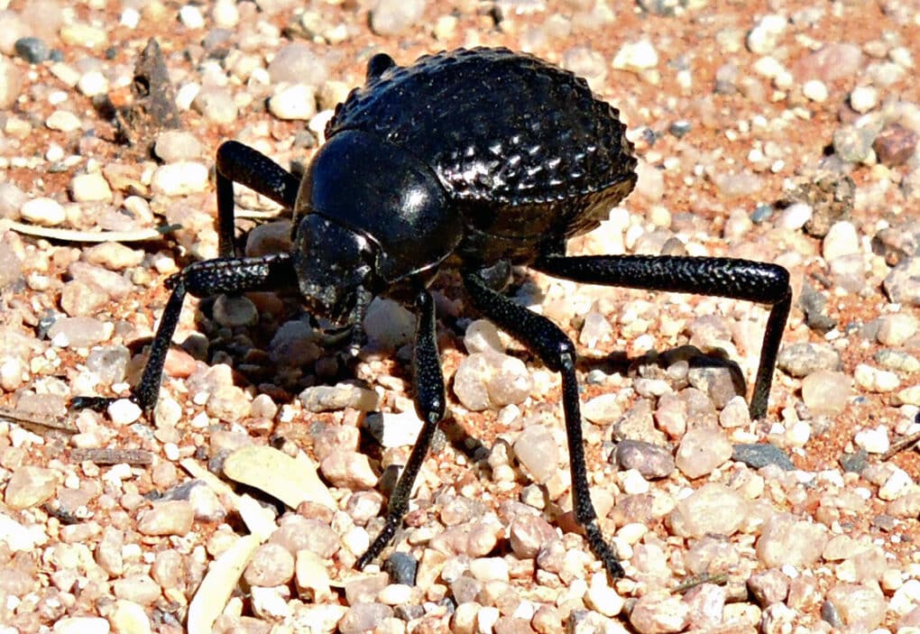 Color photograph of shiny black beetle with pointed bumps on its carapace, crawling on red sand.