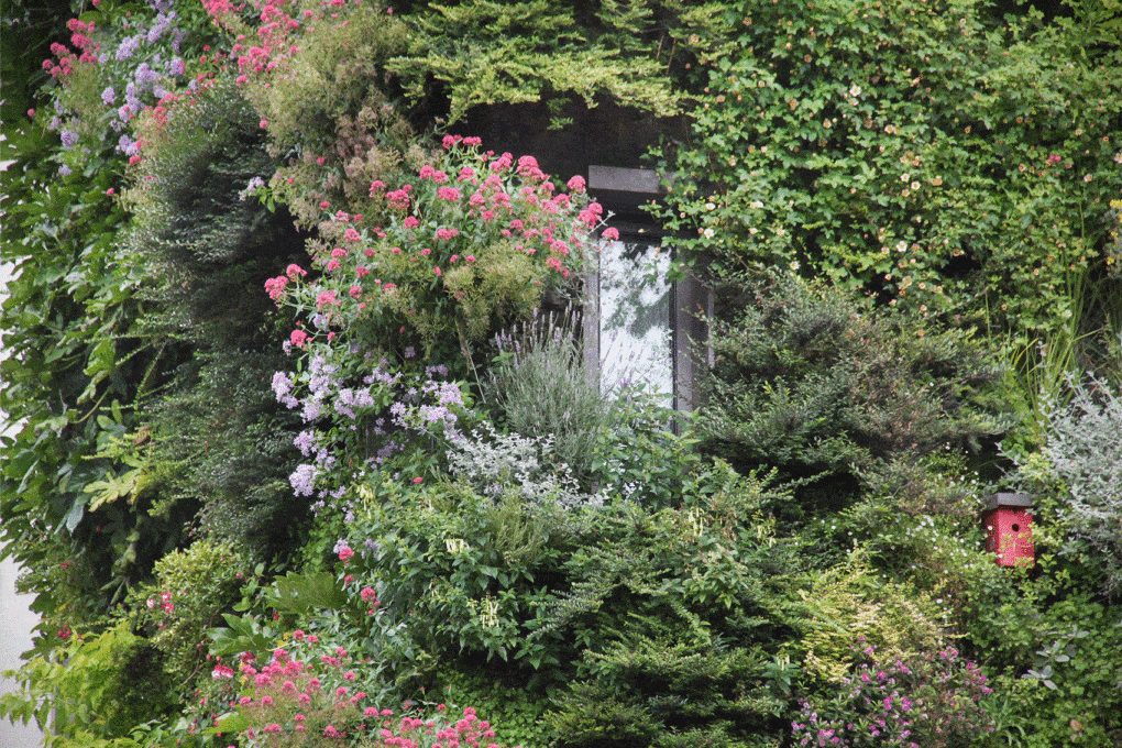 Photo of Patrick Blanc's Living Wall at the Athenaeum Hotel, London.