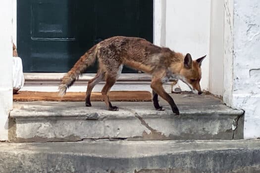 Color photograph of small red fox on concrete steps before black-painted front door.
